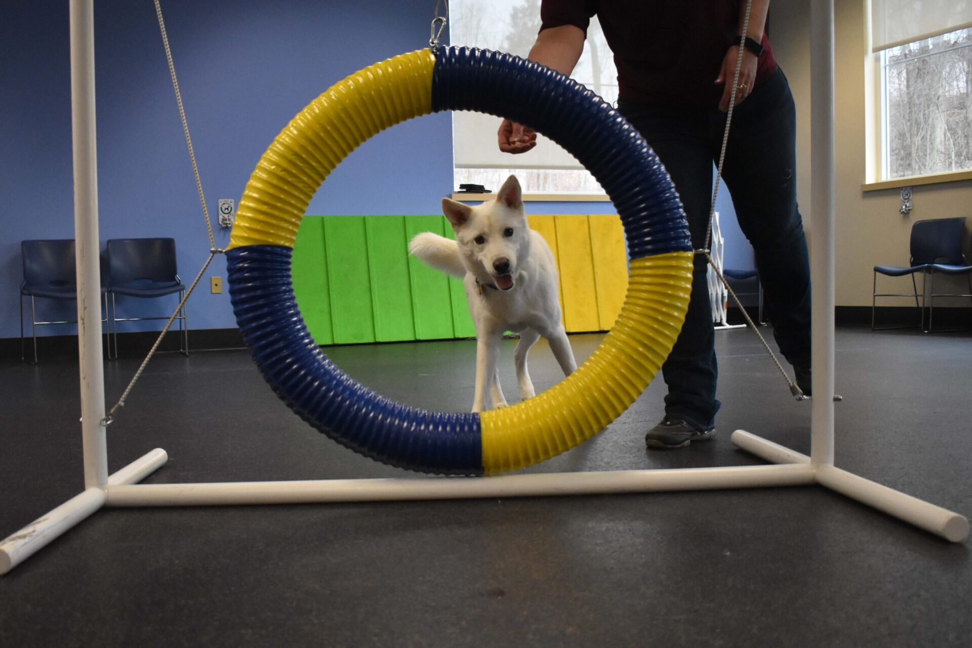 Agility Beginner NHSPCA