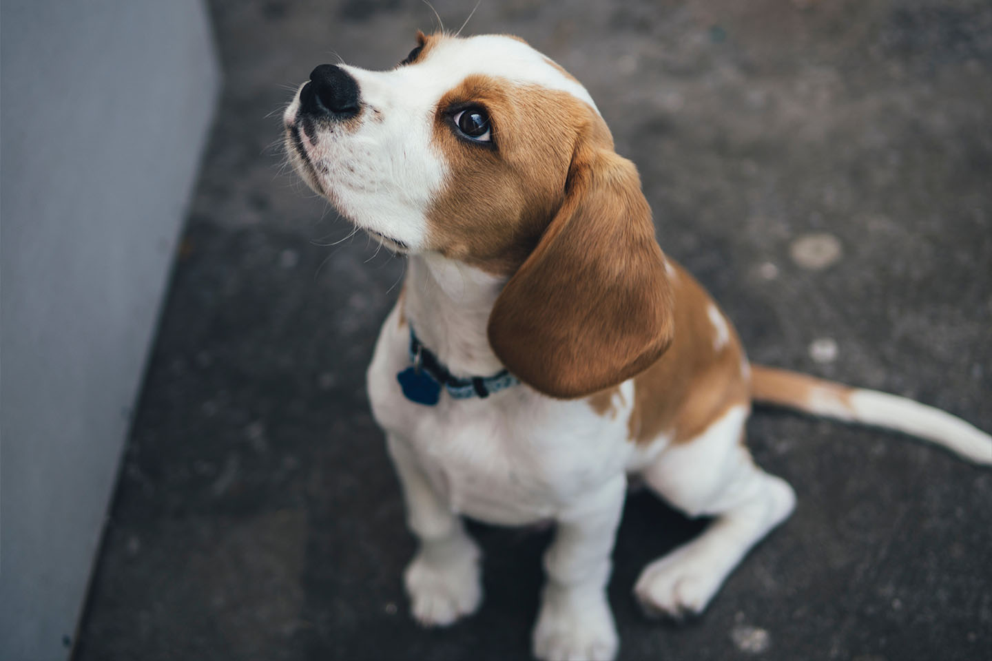 Puppy training classes