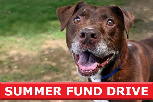 summer fund drive